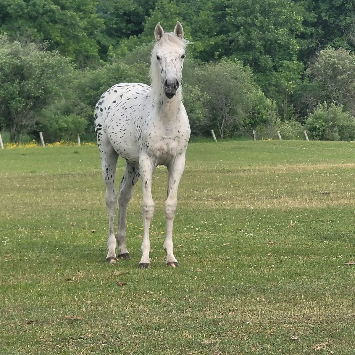 2022 Appaloosa filly Xena by Nuksay, out of a grade grey mare, bright white coat with black leopard spots, standing in pasture.