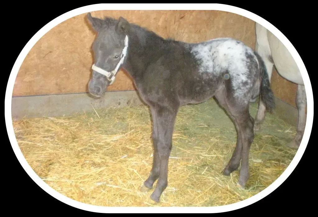 Appaloosa filly Shandalupa in 2012, black coat with spotted blanket pattern, future Foundation mare in foaling stall.