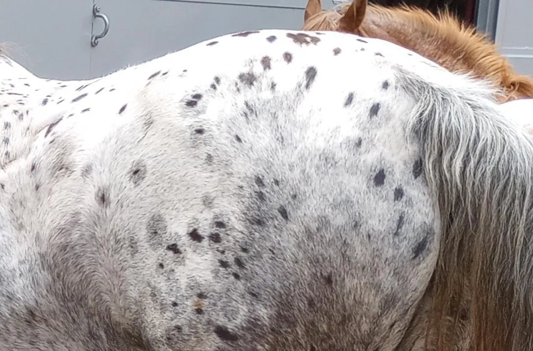 Close-up of Shandalupa’s varnish roan Appaloosa coat with spotted blanket pattern and contrasting dark spots over hips.