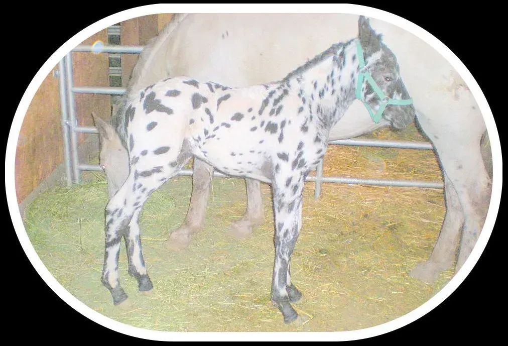 Foundation Appaloosa filly Pahsimeroi in 2012, bold leopard pattern foal with heritage GAP 5 bloodlines in stall.