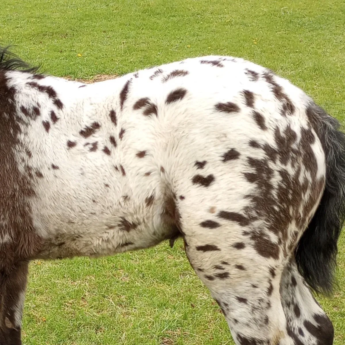 "Close-up of Appaloosa foal’s hindquarters showing rich chocolate spotting on white blanket pattern—ideal color type at Spotted Gang
