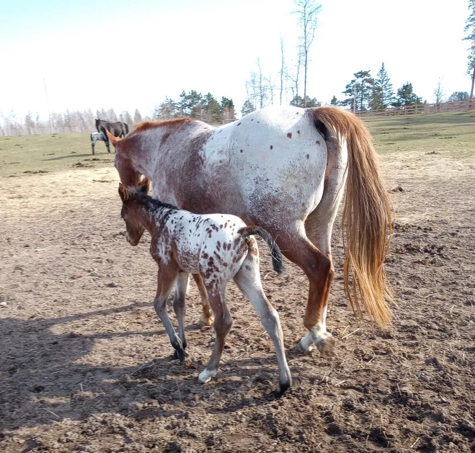 Chareds Pawnee Lady, red roan Appaloosa mare, with her 2023 leopard blanket foal by her side, walking together in pasture.