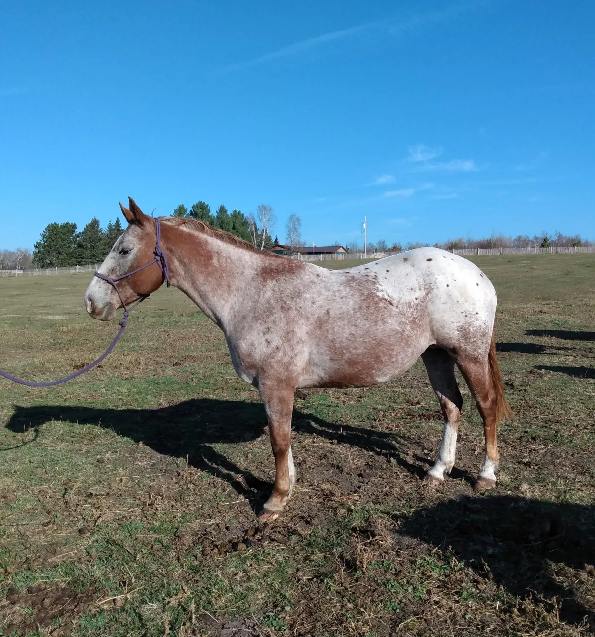 Chareds Pawnee Lady, GAP 4 Foundation Appaloosa broodmare, standing in a pasture at Spotted Gang Appaloosas in Hopkins, South Carolina