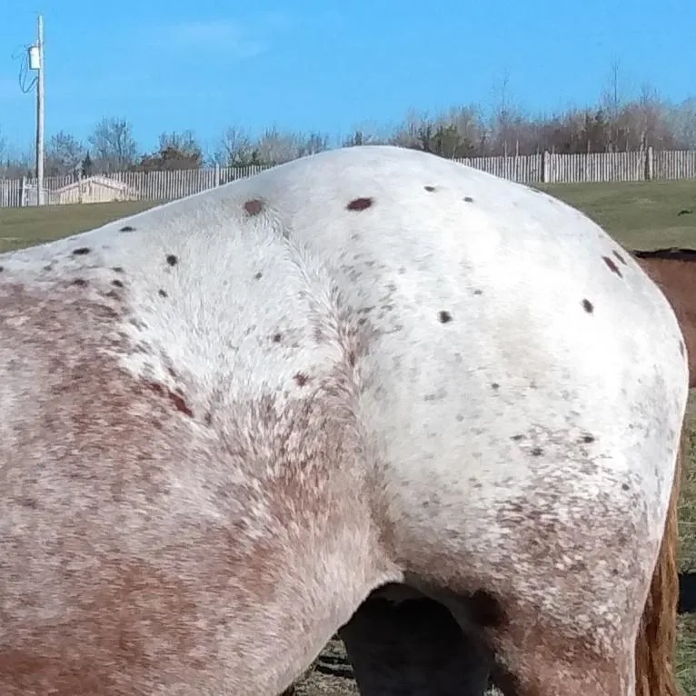 Close-up of Chareds Pawnee Lady’s red roan leopard Appaloosa coat pattern, showing LP/LP and n/PATN1 expression with bold spotting and roaning across the hips.