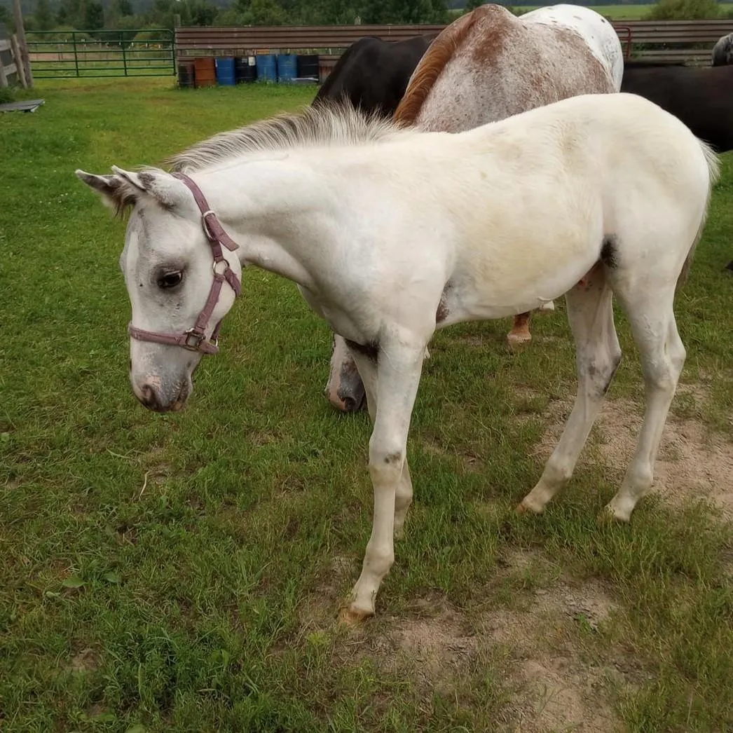 Headshot of SGA Ghost Commander, fewspot Appaloosa colt with mottled skin and light coat, wearing purple halter in paddock.