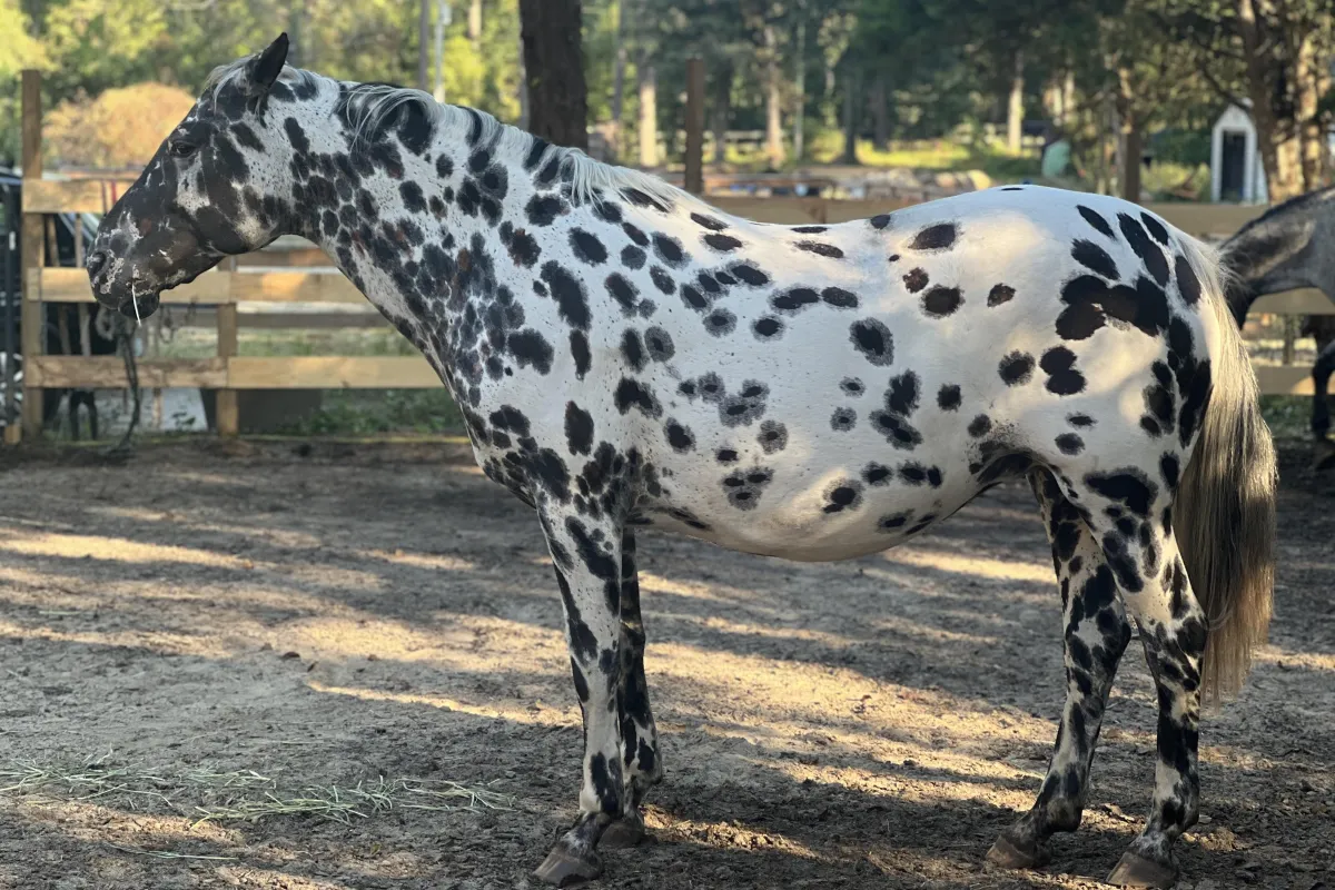 Leopard Appaloosa mare Pahsimeroi with her fewspot 100% Foundation GAP 6 foal in pasture, heritage Appaloosa bloodlines