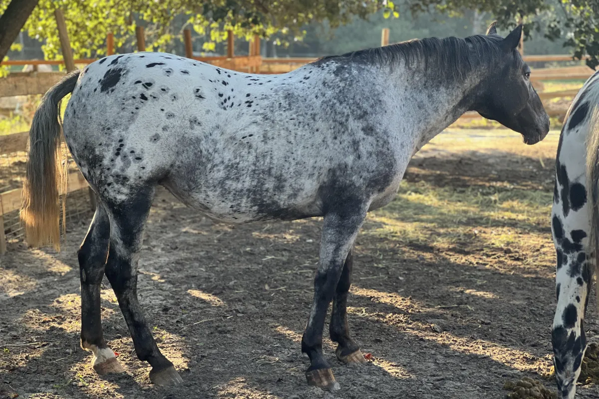 BCA Tofoz Shandalupa – 2012 GAP 5, 100% foundation Appaloosa broodmare at Spotted Gang Appaloosas.