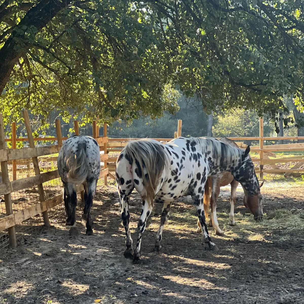 Foundation Appaloosa broodmares grazing at Spotted Gang Appaloosas, SC – rare leopard and spotted coat patterns.