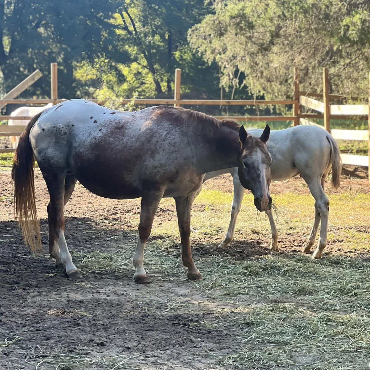 Chareds Pawnee Lady, red roan Appaloosa mare, with her 2023 leopard blanket foal by her side, walking together in pasture.