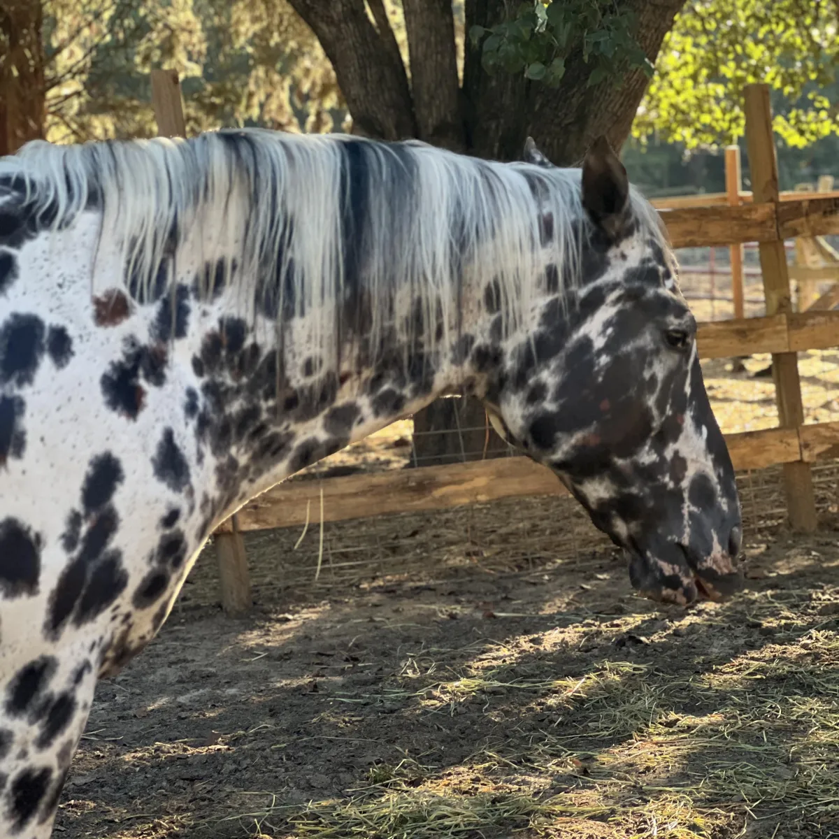 Leopard Appaloosa mare Pahsimeroi with her boldly spotted foal, GAP 6 foundation Appaloosas in spring pasture.