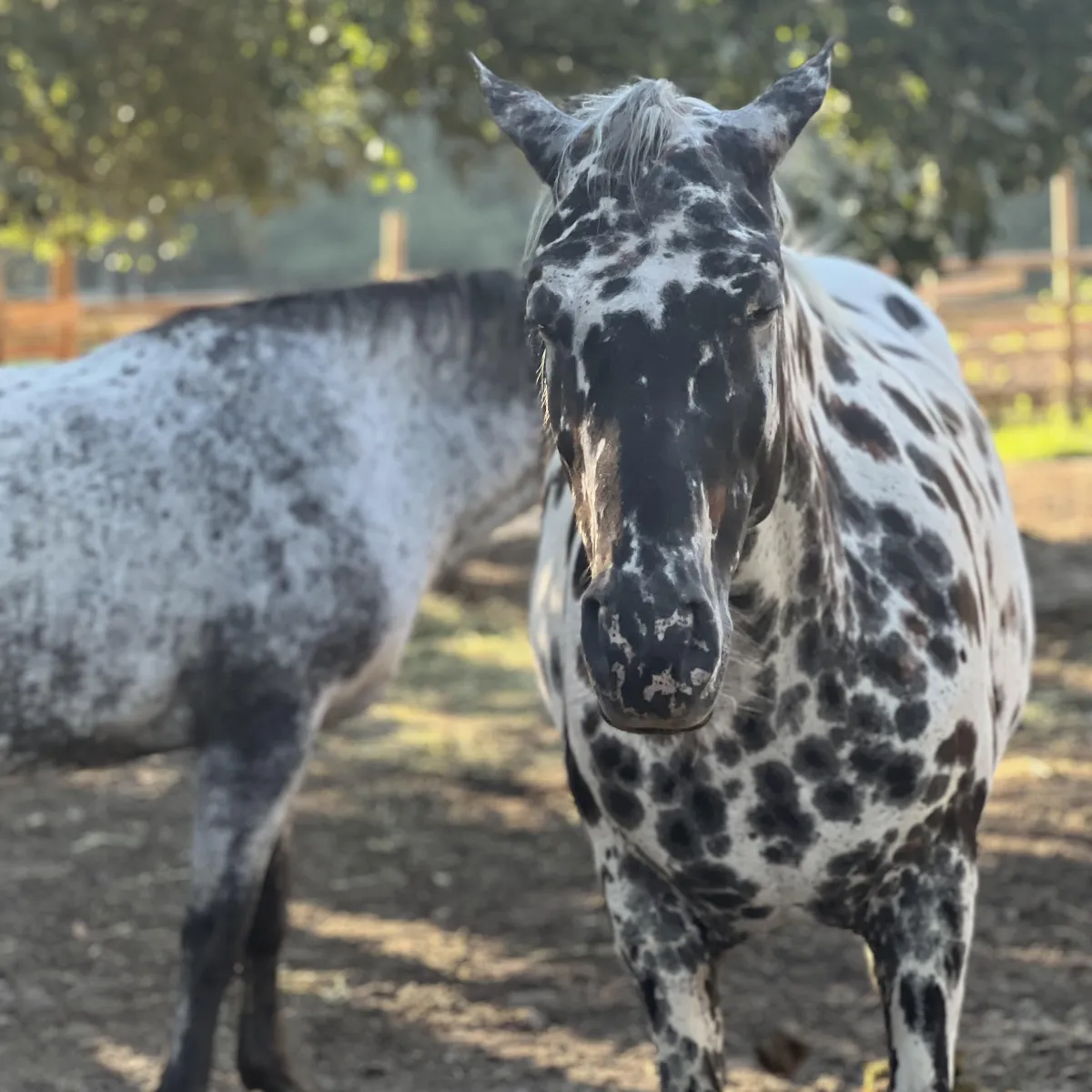 Close-up of black and white leopard Appaloosa from foundation bloodlines at Spotted Gang Appaloosas, South Carolina.