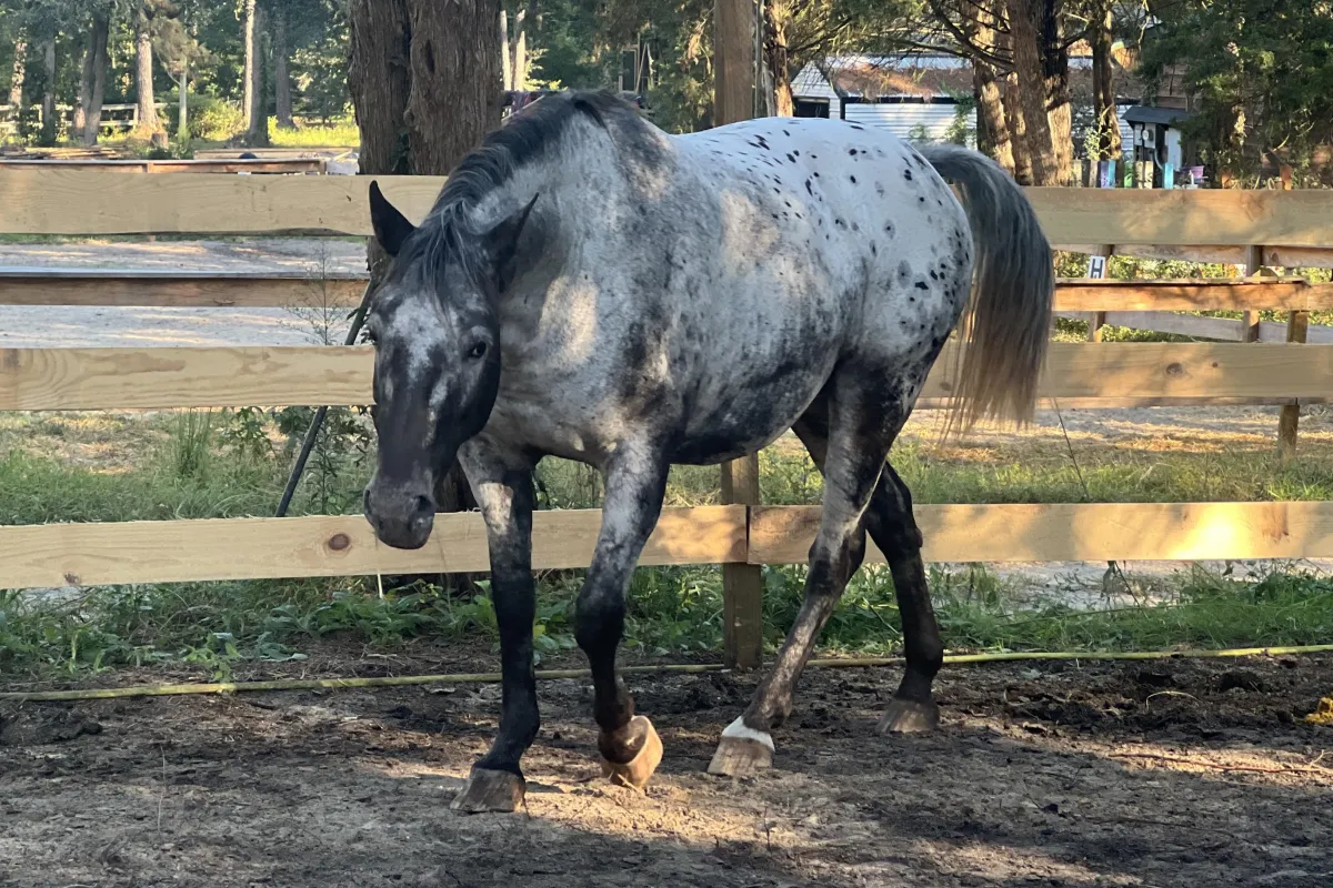 BCA Tofoz Shandalupa – 2012 GAP 5 ApHC & ICAA 100% foundation Appaloosa broodmare, proven color producer.