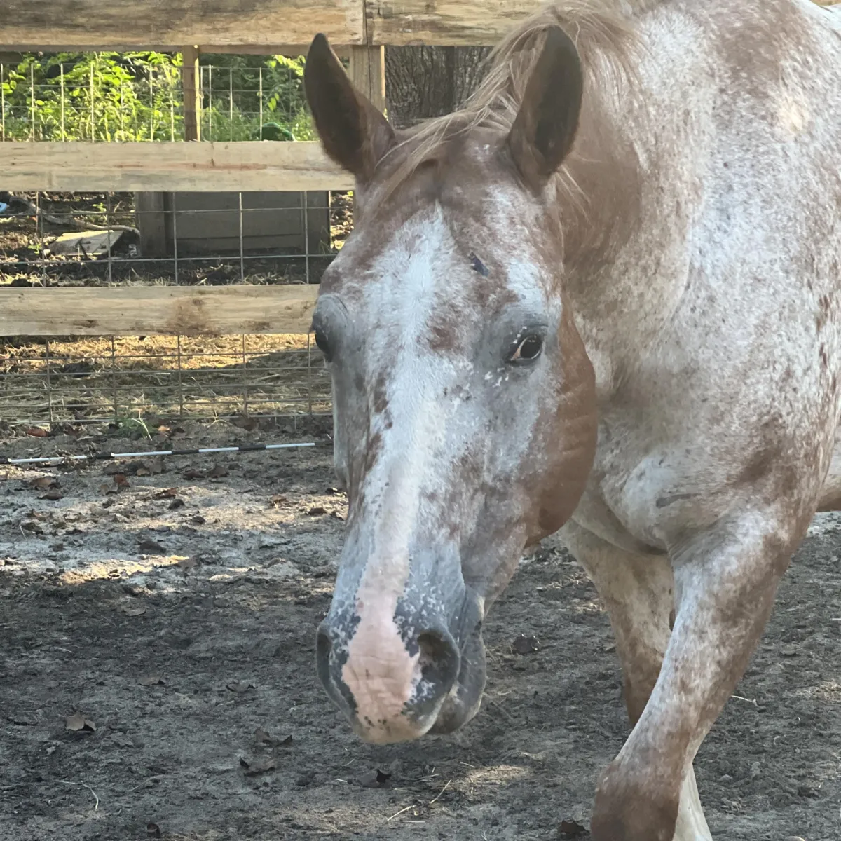 Chareds Pawnee Lady, GAP 4 Foundation Appaloosa broodmare, standing in a pasture at Spotted Gang Appaloosas in Hopkins, South Carolina