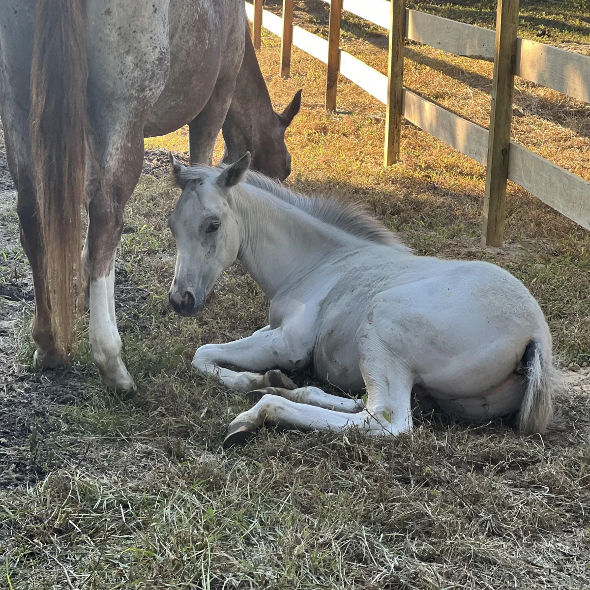 SGA Ghost Commander – few spot Appaloosa colt resting in pasture at Spotted Gang Appaloosas, Hopkins South Carolina. Future foundation Appaloosa stallion with rare bloodlines.