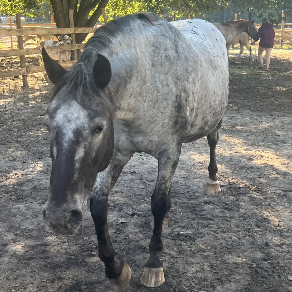 BCA Tofoz Shandalupa – 2012 GAP 5, 100% foundation Appaloosa broodmare at Spotted Gang Appaloosas, South Carolina