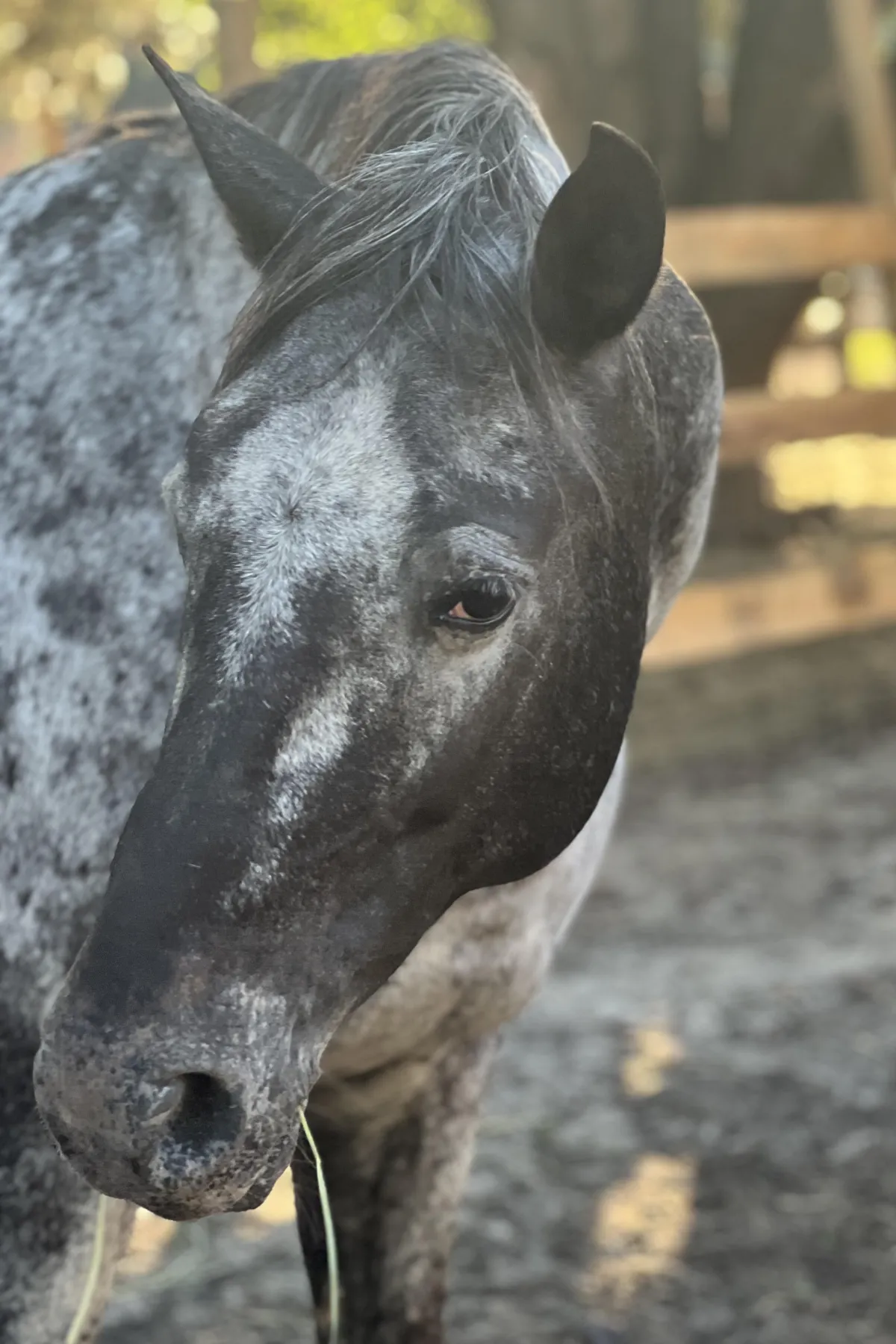 2023 black leopard Appaloosa colt standing beside a fence, showing bold full-body spotting.”