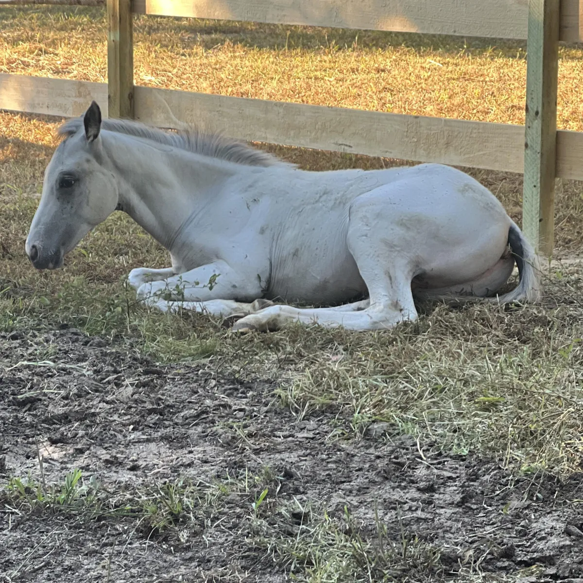 SGA Ghost Commander – young fewspot Appaloosa colt, future foundation stallion at Spotted Gang Appaloosas, SC.