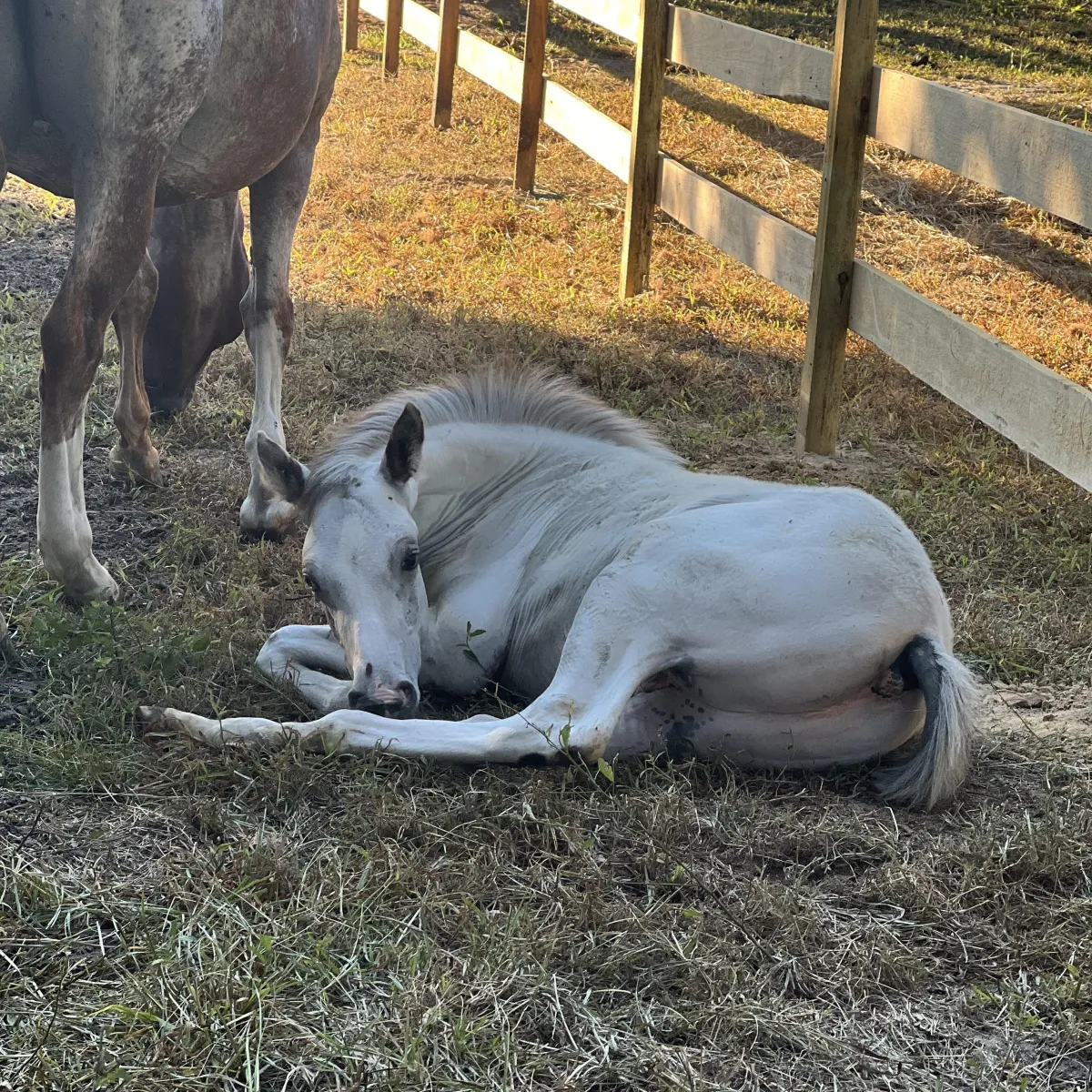 SGA Ghost Commander – fewspot Appaloosa colt with red roan dam in grassy paddock at Spotted Gang Appaloosas.