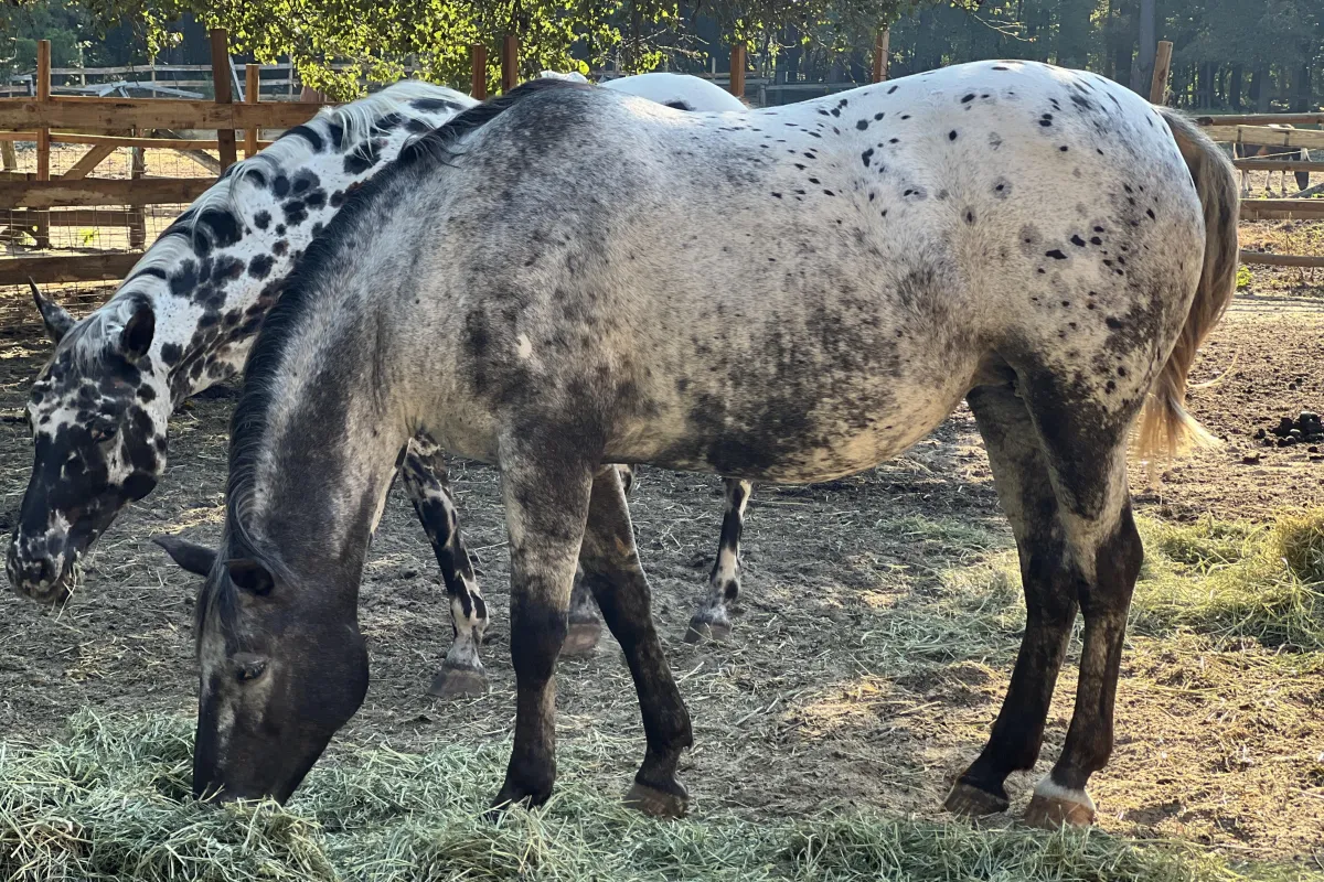 BCA Tofoz Shandalupa – GAP 5, 100% foundation Appaloosa broodmare at Spotted Gang Appaloosas, South Carolina.