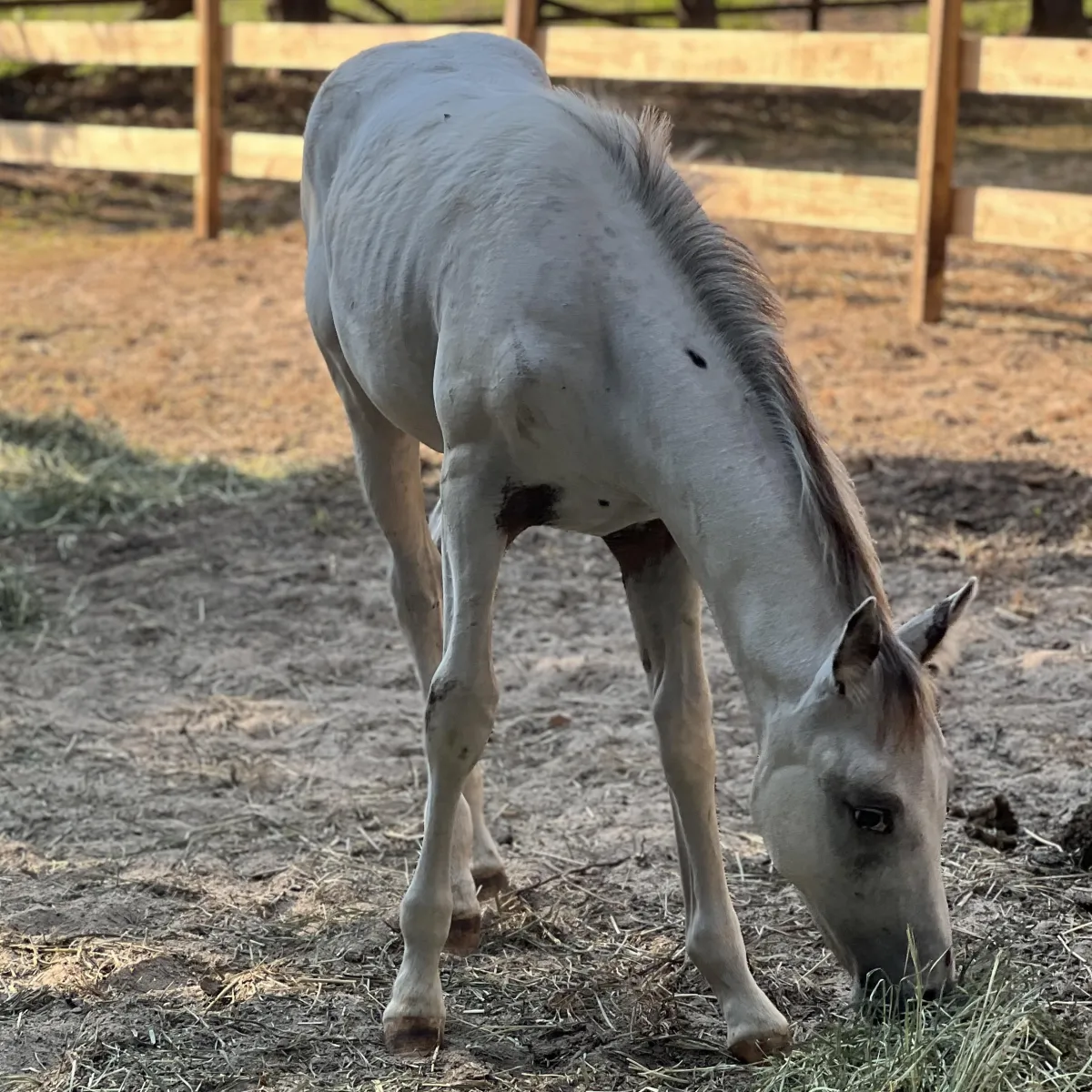 SGA Ghost Commander – few spot Appaloosa colt and future foundation stallion at Spotted Gang Appaloosas, Hopkins South Carolina. Foundation-bred American Appaloosa lines.