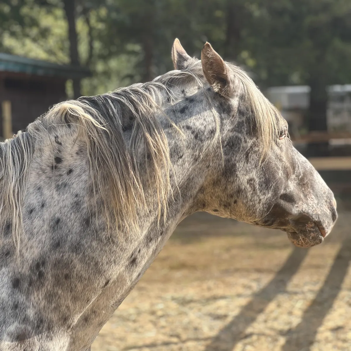 BCA Chats Nuksay – GAP 5 foundation Appaloosa stallion with rare peacock spot coat at Spotted Gang Appaloosas, SC.