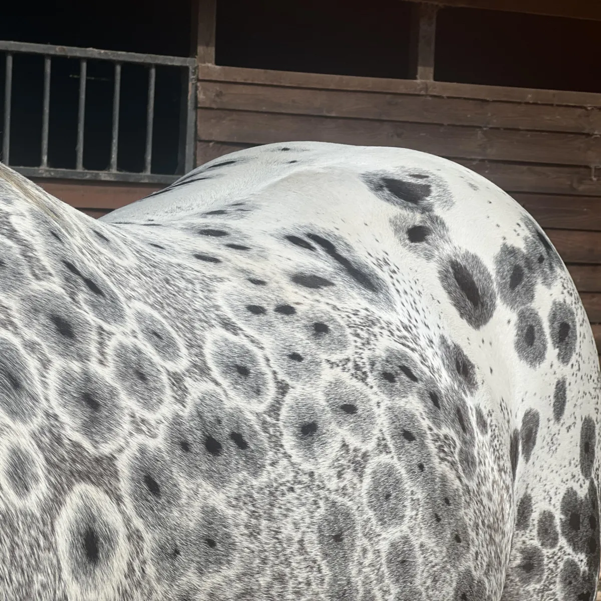 BCA Chats Nuksay – GAP 5 foundation Appaloosa stallion showing rare peacock spot coat at Spotted Gang Appaloosas, SC.