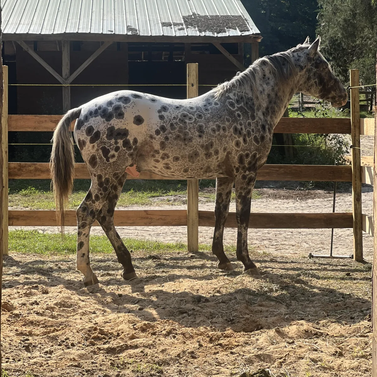 Rare foundation Appaloosa stallion with unique peacock spot pattern at Spotted Gang Appaloosas, South Carolina