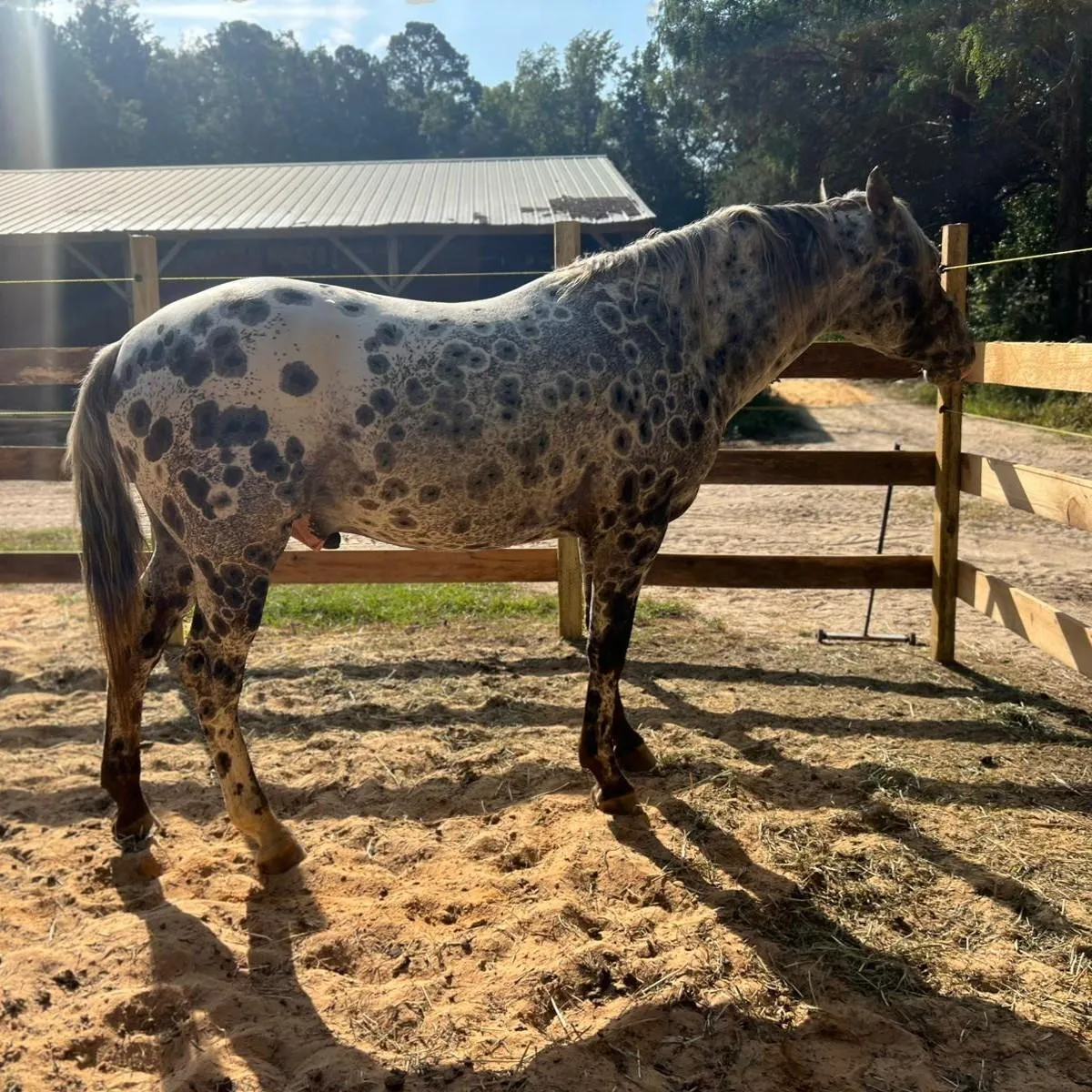 BCA Chats Nuksay – GAP 5 foundation Appaloosa stallion with rare peacock spot coat at Spotted Gang Appaloosas, SC.