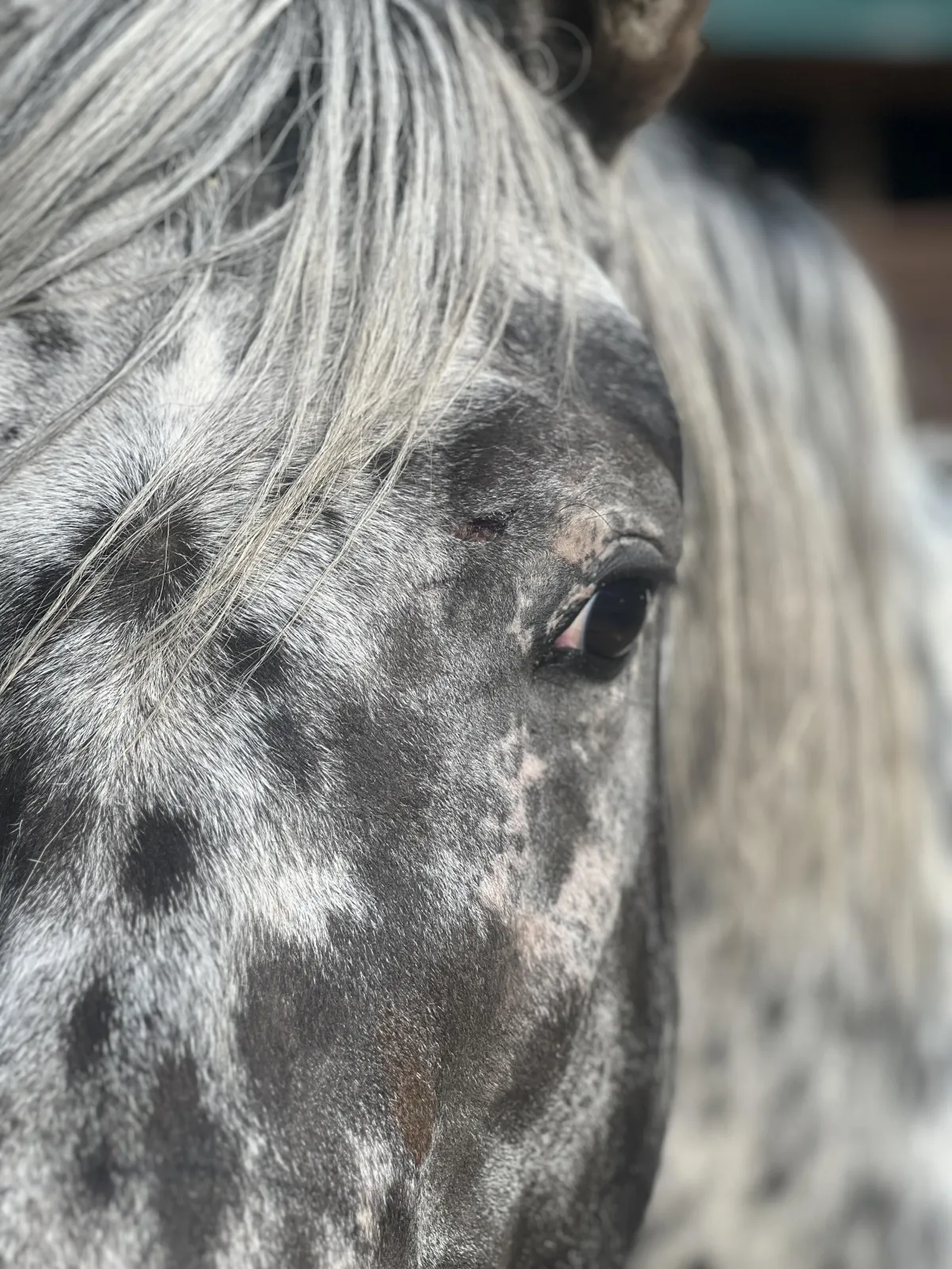 BCA Chats Nuksay – GAP 5 foundation Appaloosa stallion with rare peacock spot coat at Spotted Gang Appaloosas, SC