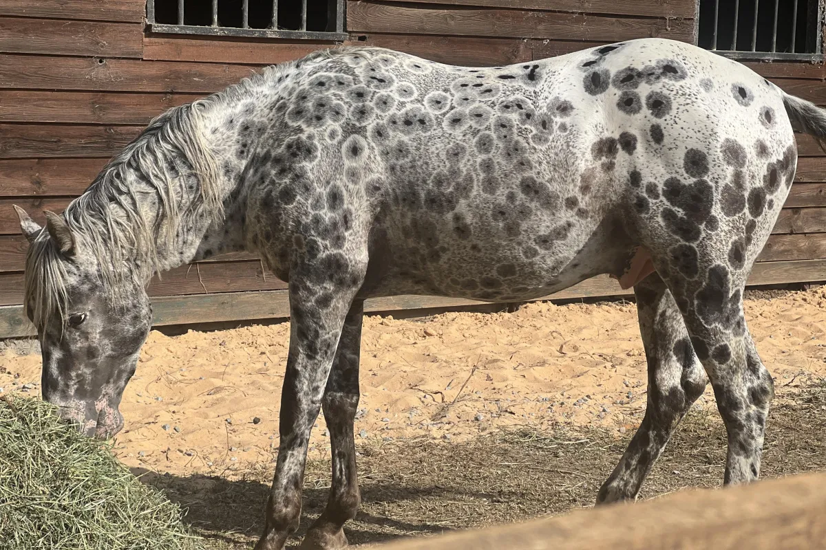 BCA Chats Nuksay – GAP 5 foundation Appaloosa stallion with rare peacock spot coat at Spotted Gang Appaloosas, SC