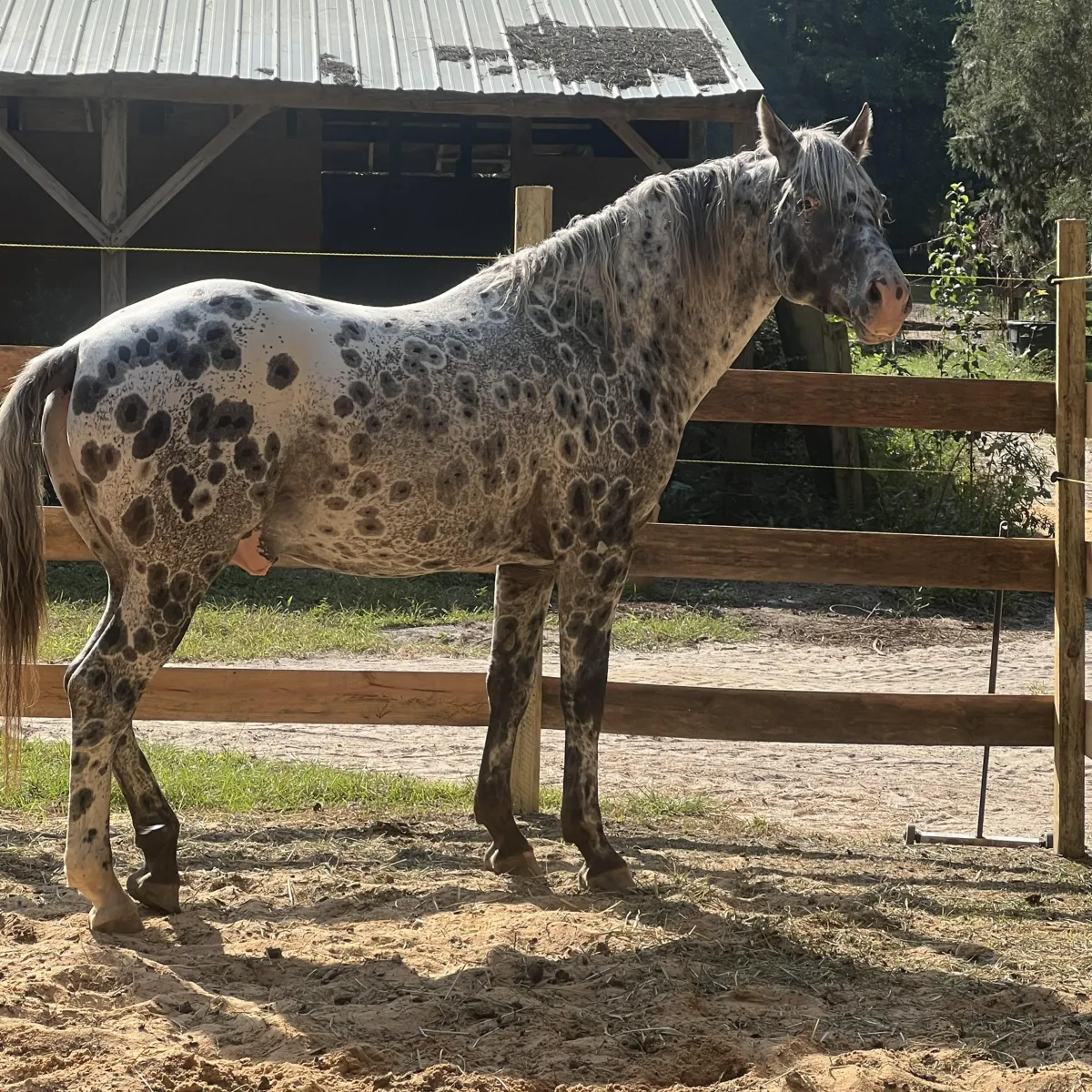 BCA Chats Nuksay – GAP 5 foundation Appaloosa stallion with peacock spot pattern at Spotted Gang Appaloosas, SC