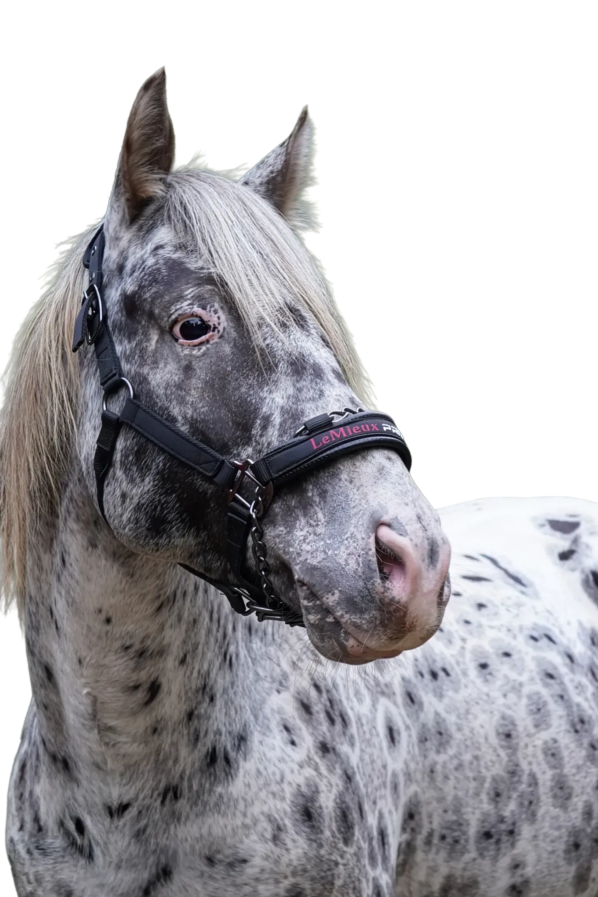 Rare foundation Appaloosa stallion with unique peacock spot pattern at Spotted Gang Appaloosas, South Carolina