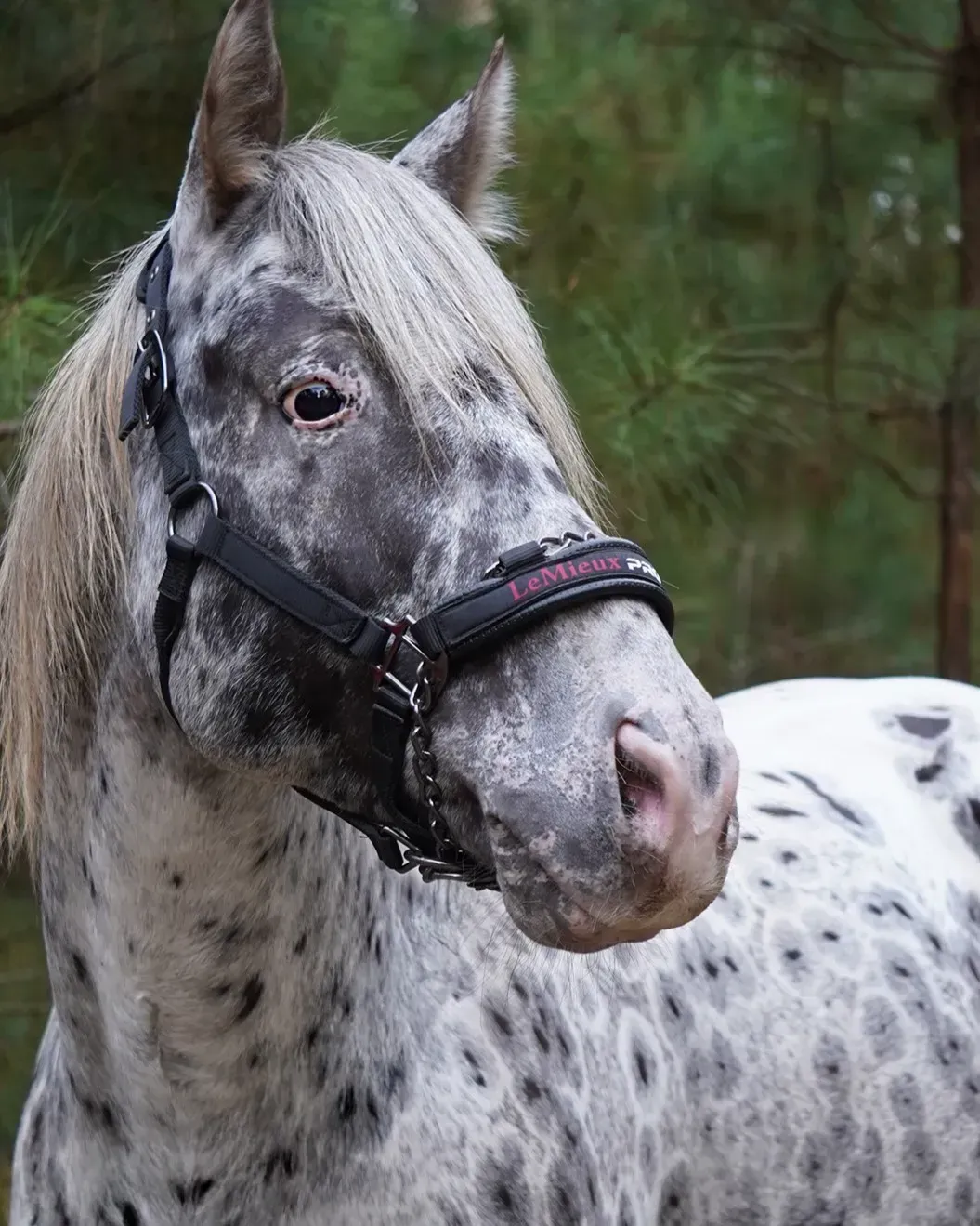 2025 black leopard Appaloosa filly standing in a pasture with a bold spotted coat.