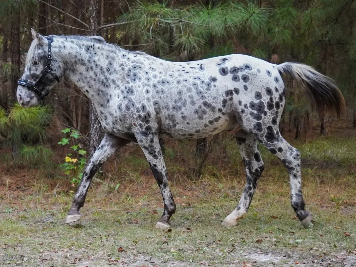 Black leopard Appaloosa stallion BCA Chats Nuksay standing in a pine forest, showing full-body profile with distinct peacock leopard spotting.