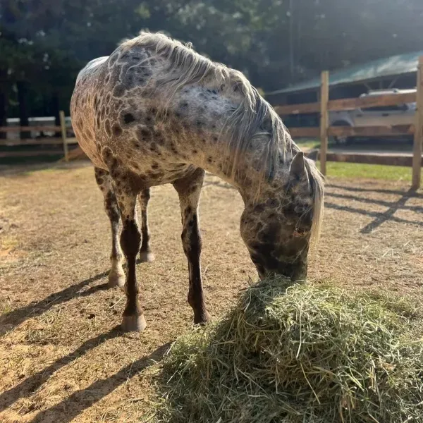 “Foundation Appaloosa with spotted coat pattern eating hay in a sunlit paddock at Spotted Gang Appaloosas.