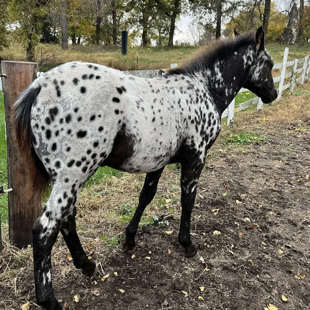 2025 black leopard Appaloosa filly standing in a pasture with a bold spotted coat.