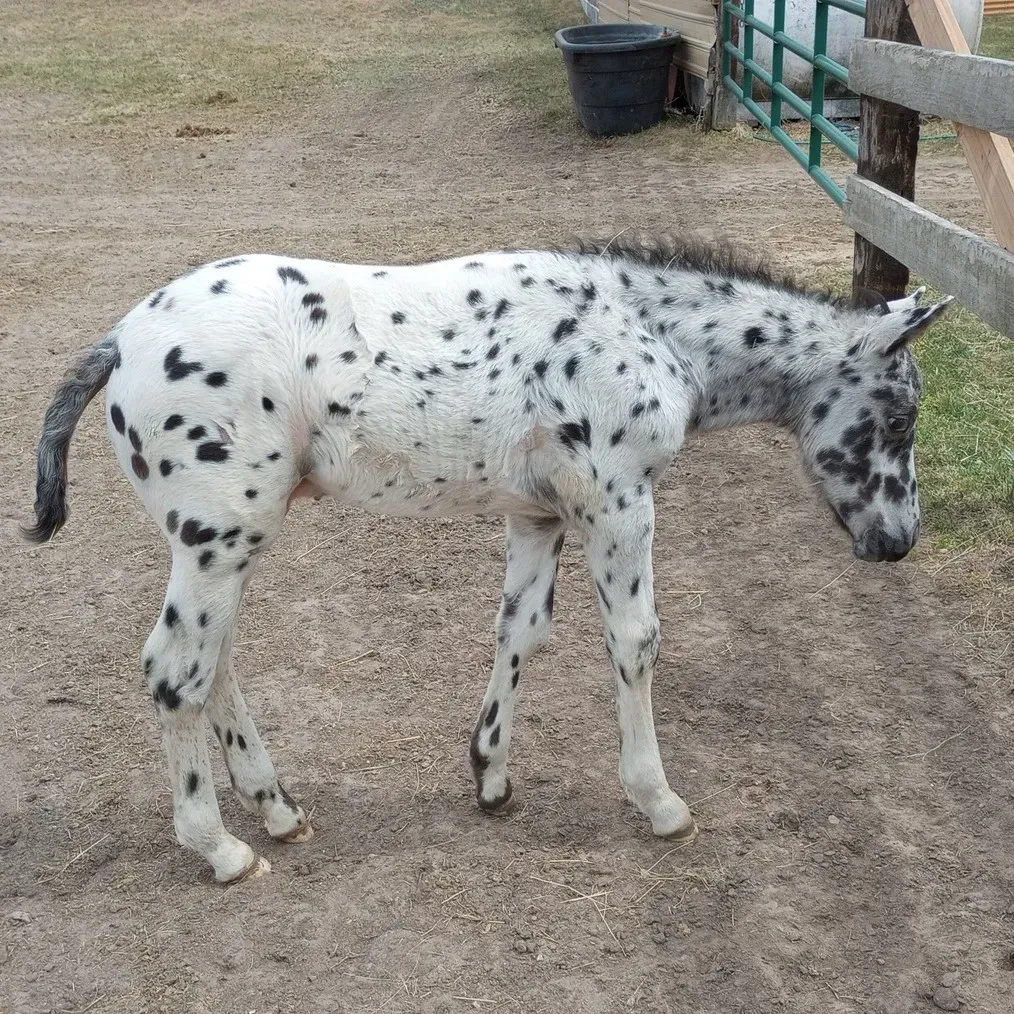 2023 black leopard Appaloosa colt standing beside a fence, showing bold full-body spotting.”