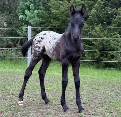 2025 black blanket Appaloosa colt with spotted hips standing in a green pasture