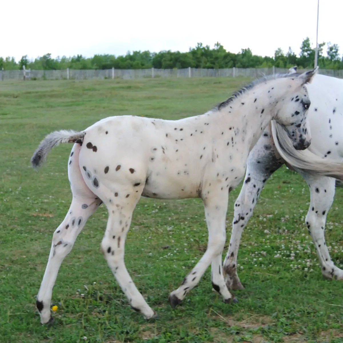 2023 black leopard Appaloosa colt running in a grassy pasture with distinctive spotting.