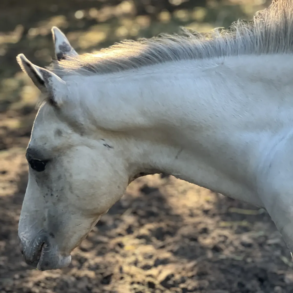 SGA Ghost Commander, a young few spot Appaloosa stallion prospect with a calm expression in the pasture.