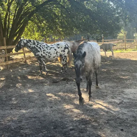 Group of Foundation Appaloosa broodmares standing under shade trees in a fenced paddock.