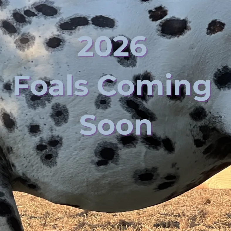Spotted Foundation Appaloosa coat close-up with announcement text ‘2026 Foals Coming Soon.’