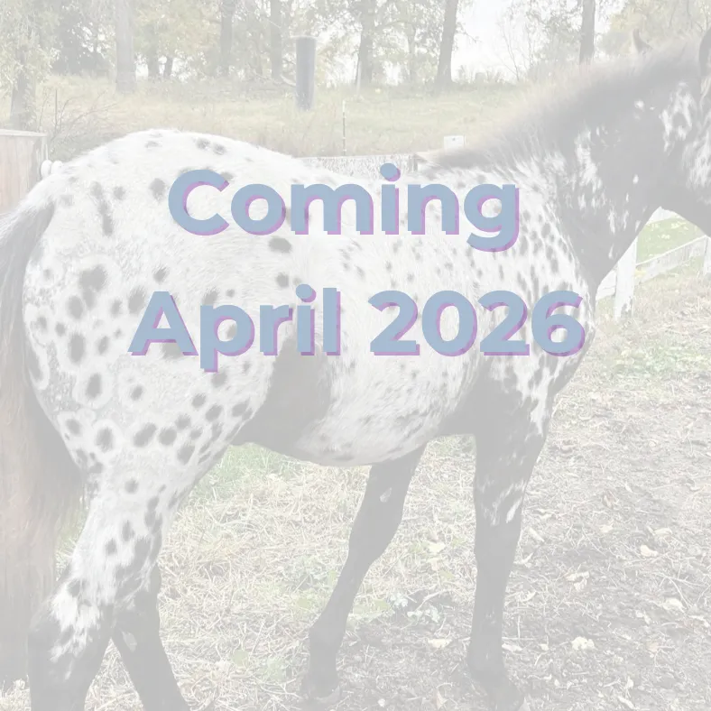 Foundation Appaloosa filly in a pasture with foal announcement text ‘Coming April 2026.