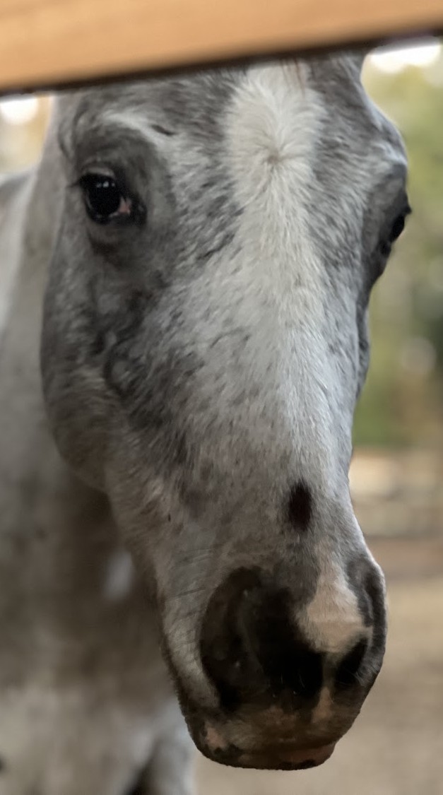 SGA Ghost Commander – few spot Appaloosa colt, future foundation stallion at Spotted Gang Appaloosas in Hopkins South Carolina. Close-up profile showing rare foundation Appaloosa bloodlines.