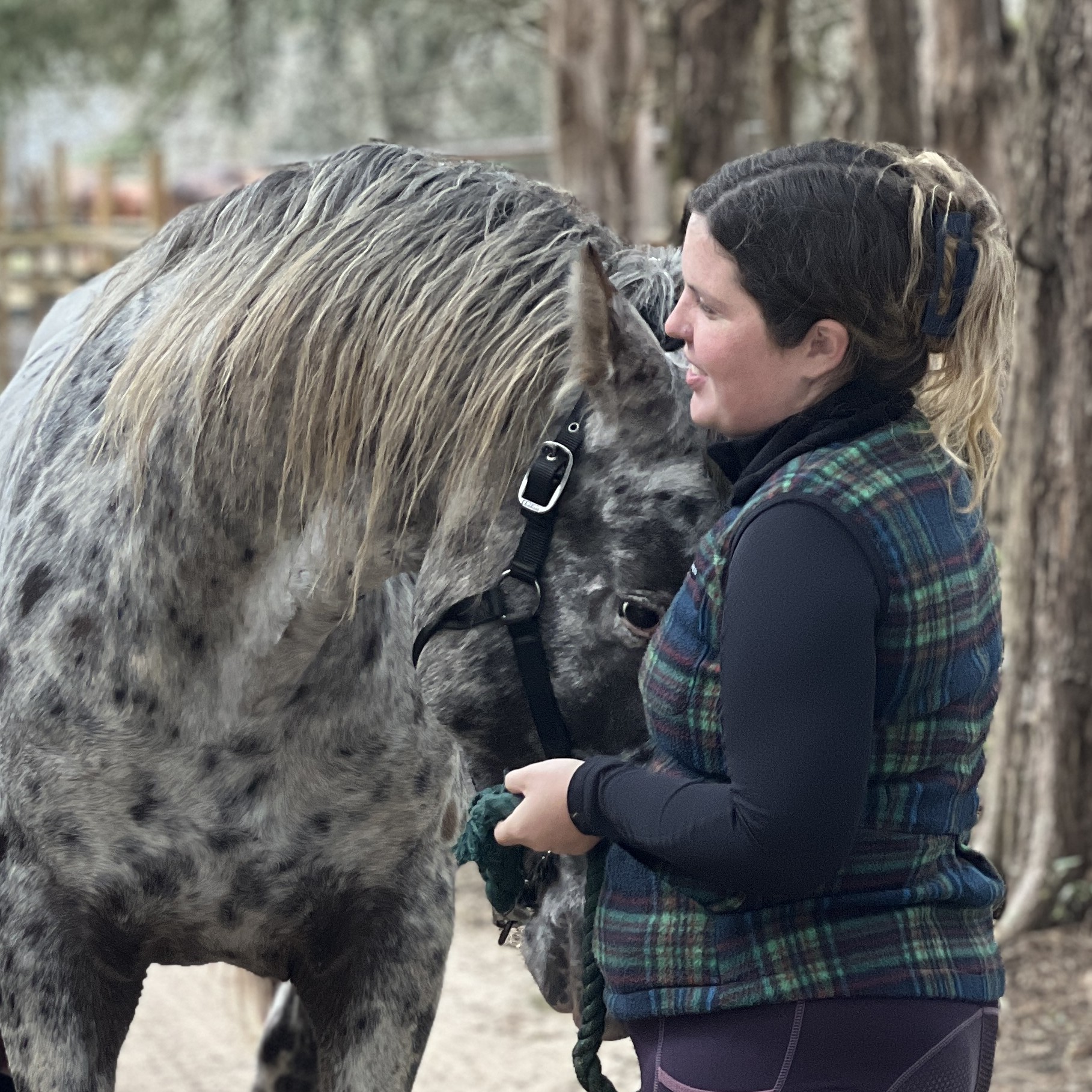 Black leopard Appaloosa stallion BCA Chats Nuksay standing in a pine forest, showing full-body profile with distinct peacock leopard spotting.