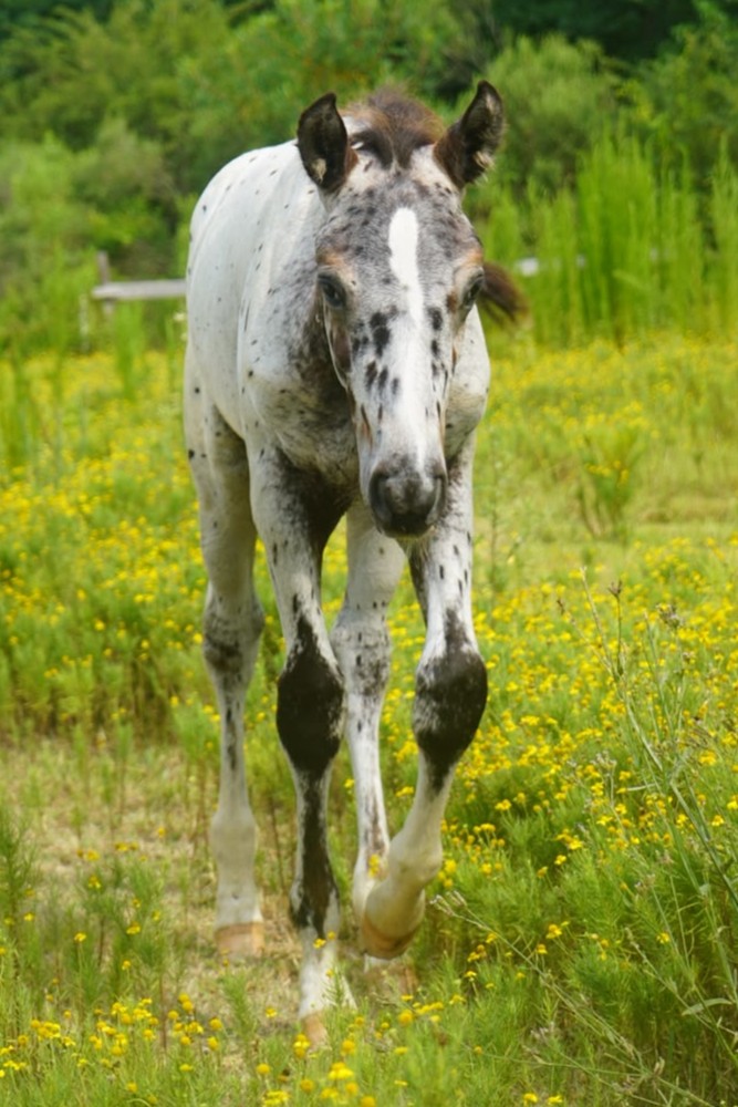 2025 black blanket Appaloosa colt with spotted hips standing in a green pasture