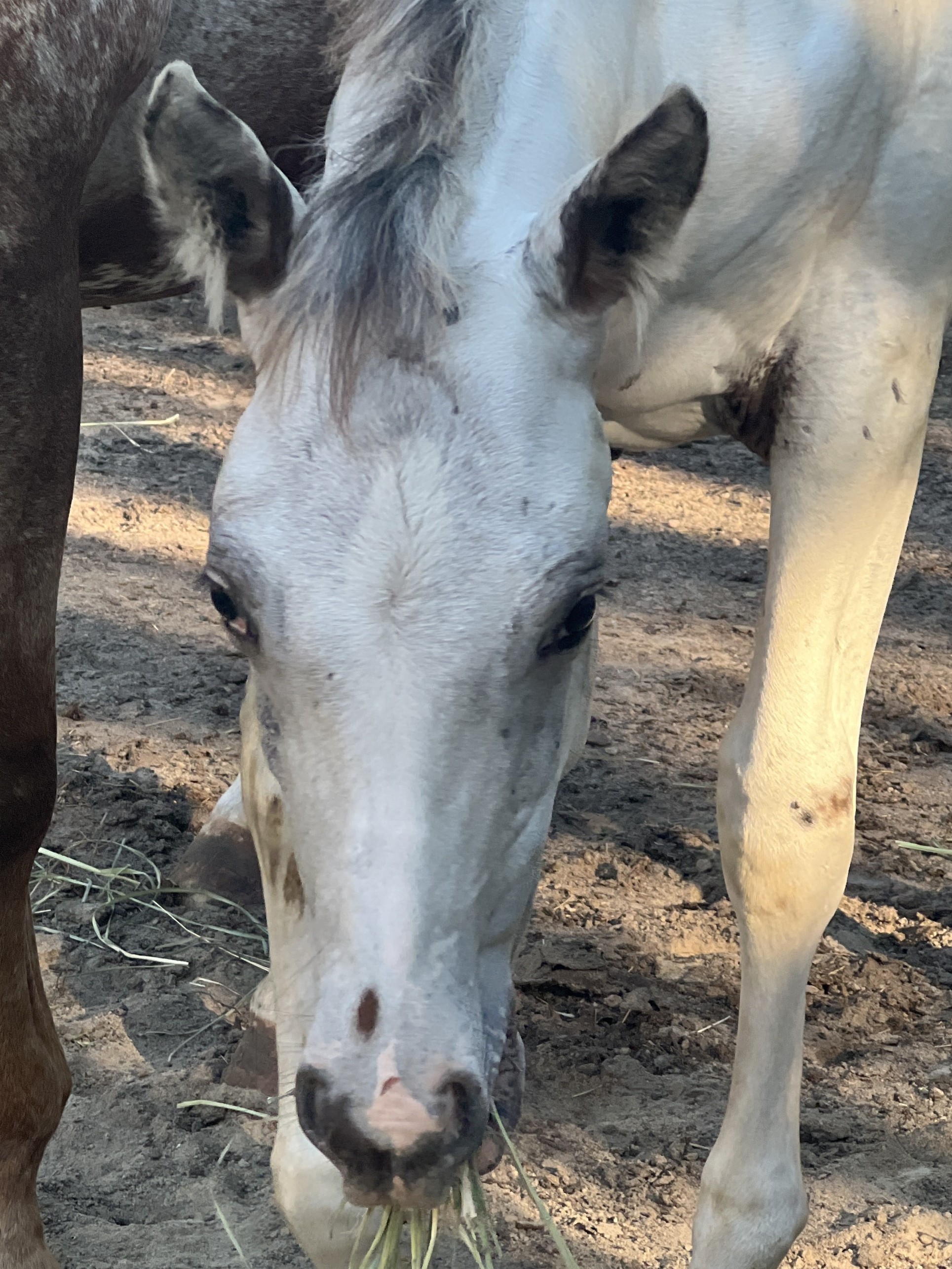 2023 black leopard Appaloosa colt running in a grassy pasture with distinctive spotting.