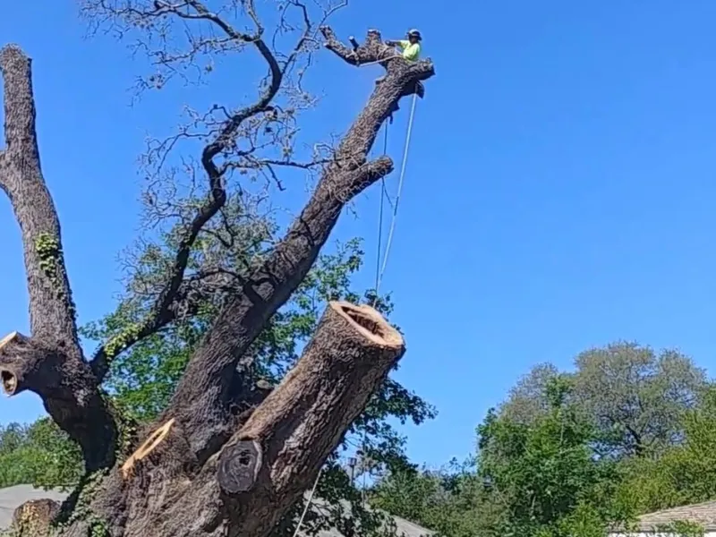 Tree Trimming in 