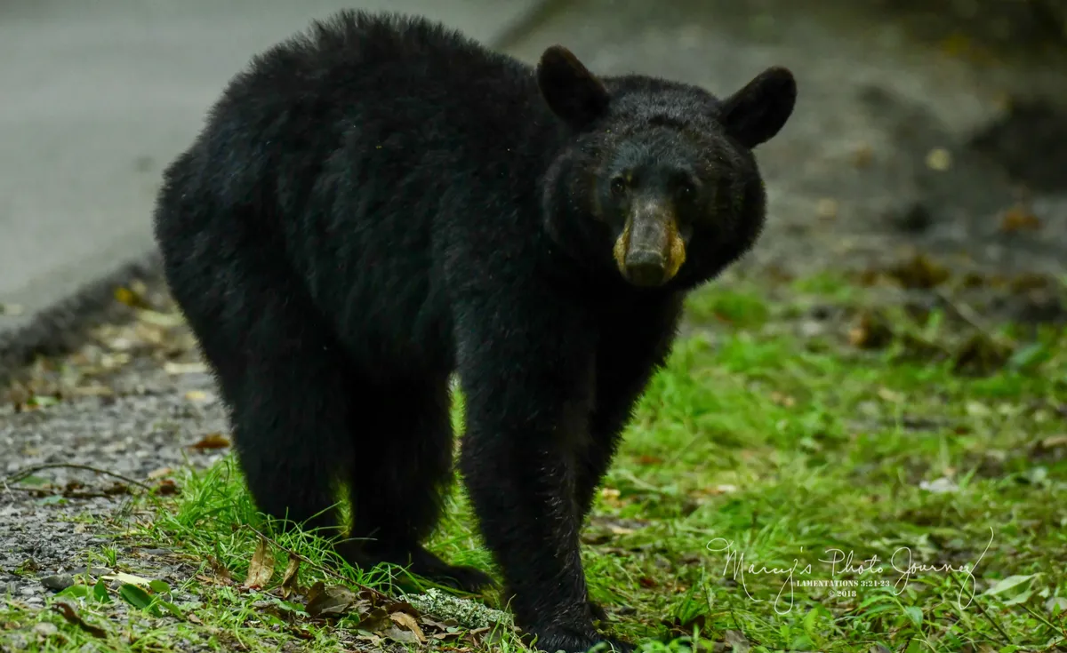 Bear in the Smoky Mountains