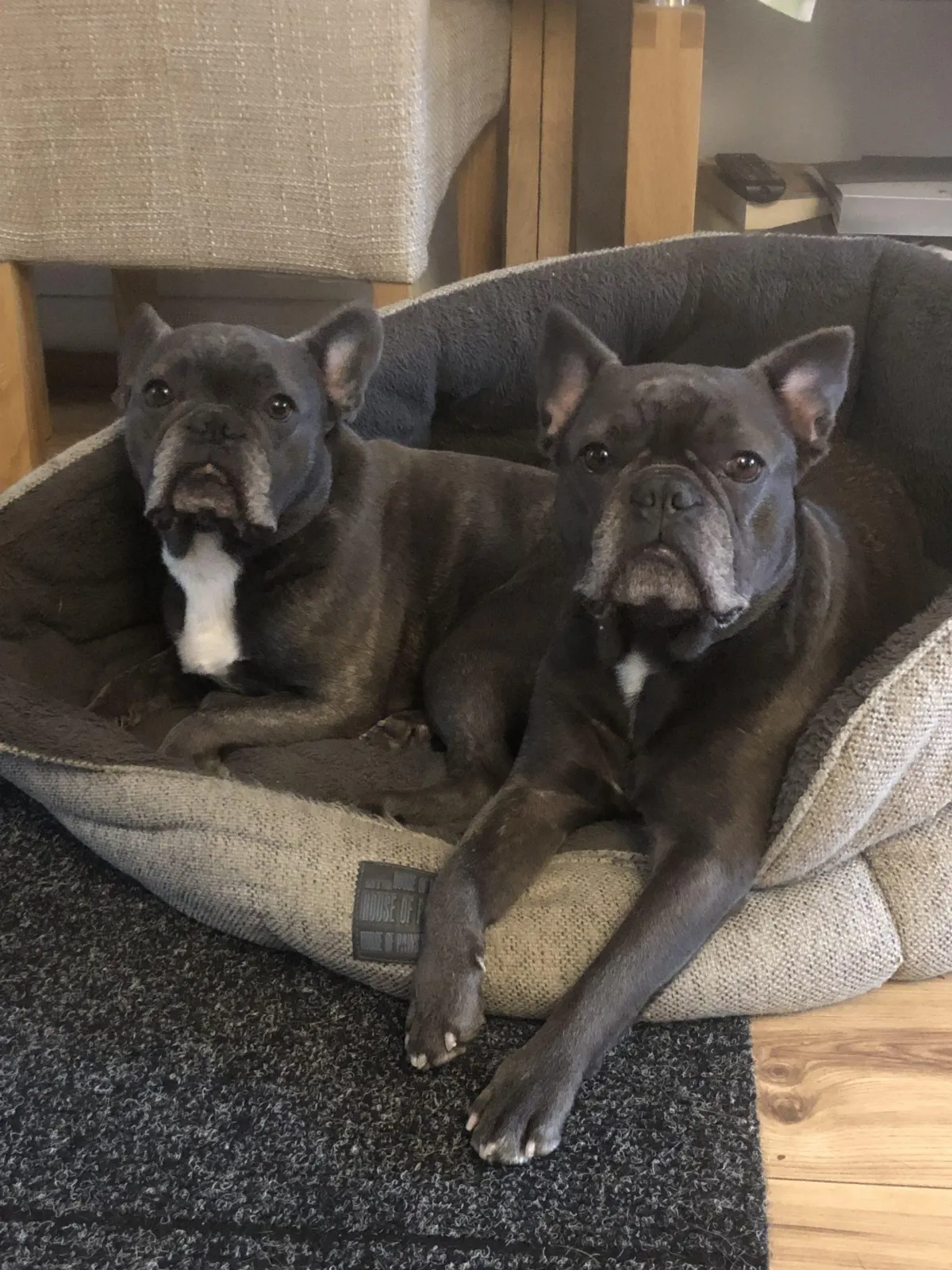 Home Boarding Prices Explained